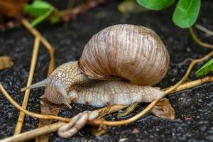 Big garden snail in shell crawling on wet road photo