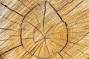 Beautiful wooden fracture old oak, natural texture close up photo