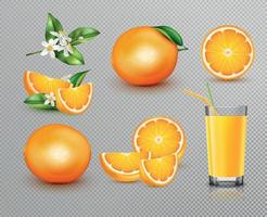 Oranges Realistic Set vector