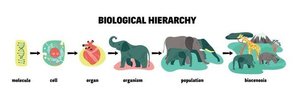 esquema infográfico de jerarquía biológica vector