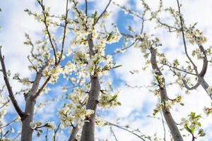 Blossoming plum branches reach up to the sky. White flowers photo