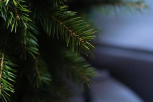 Fir branches on a dark white blue background. photo