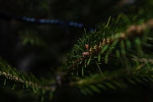 Small buds of cones on a spruce branch among needles on a dark background. photo
