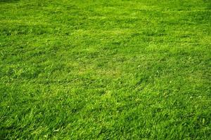 green succulent grass as background photo