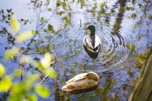 two ducks swim in an autumn pond photo