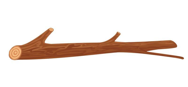 cutted tree trunk wood