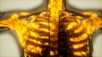 esqueleto humano escaneo de huesos brillante foto
