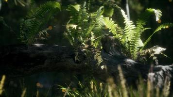 horizontally bending tree trunk with ferns growing, and sunlight shining photo