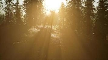 macho de ciervo en el bosque al atardecer foto