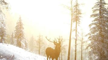 orgulloso macho de ciervo noble en el bosque de nieve de invierno foto