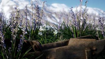 Lavender field with blue sky and mountain cover with snow photo