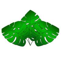 Cartoon Monstera leaves isolated on white background. vector