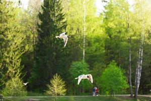 two seagulls fly against the background of green trees photo