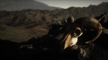 European mouflon ram skull in natural conditions in rocky mountains photo