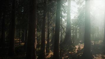 Giant Sequoia Trees at summertime in Sequoia National Park, California photo