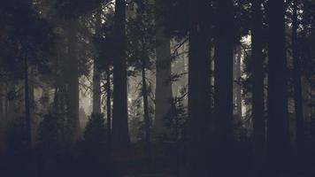 black tree trunk in a dark pine tree forest photo