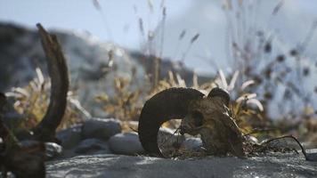 Skull of a dead ram in the desert photo