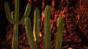 cactus en el desierto de arizona cerca de piedras de roca roja foto