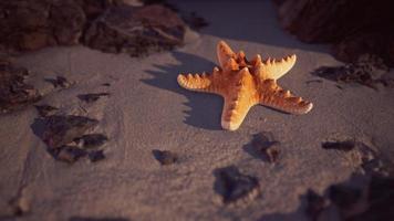 estrellas de mar en la playa de arena al atardecer foto