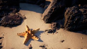 estrellas de mar en la playa de arena al atardecer foto