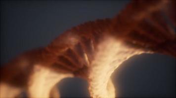 loopable structure of the DNA double helix animation photo