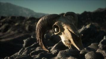 European mouflon ram skull in natural conditions in rocky mountains photo