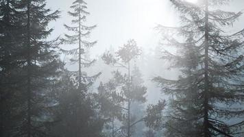 bosque nórdico brumoso temprano en la mañana con niebla foto