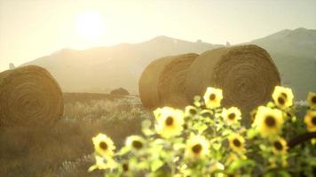 hay bales in the sunset photo