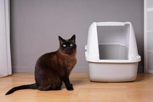 gato siamés sentado junto a una caja de arena para gatos cerrada en casa