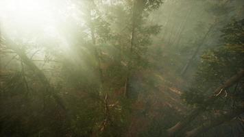 Drone breaking through the fog to show redwood and pine tree photo