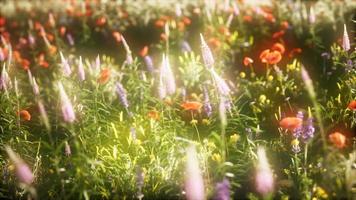 8k wild flowers in the field photo