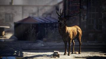 ciervos salvajes alojados en las calles de una ciudad abandonada foto