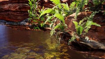 tropical golden pond with rocks and green plants photo