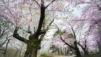 4 sequenza timelapse k di toronto, canada - un ciliegio in alto parco durante la fioritura dei ciliegi video