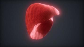 loop 3d rendered medically accurate animation of the human liver photo