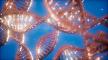 structure of the DNA double helix animation photo