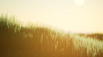 Green field at sunrise with blue sky photo