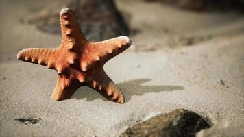 red starfish on ocean beach with golden sand photo