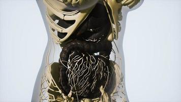 anatomía detallada del sistema digestivo humano foto