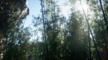 Lanscape of bamboo tree in tropical rainforest, Malaysia photo