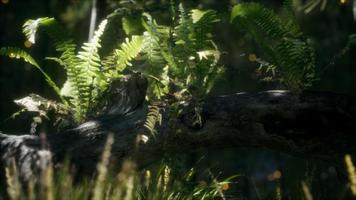horizontally bending tree trunk with ferns growing, and sunlight shining photo
