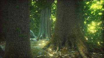 The primeval forest with mossed ground photo