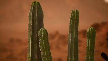 Arizona desert sunset with giant saguaro cactus photo