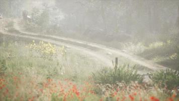 Sunbeams entering coniferous stand on a misty summer morning photo