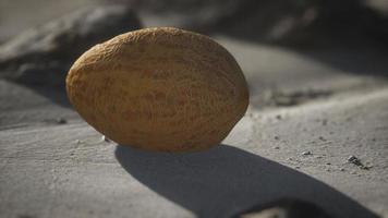 Desert melon on the sand beach photo