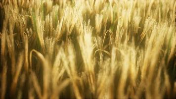 8K Ripe yellow rye field under beautiful summer sunset sky photo