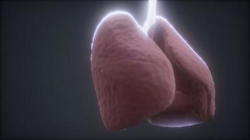 loop 3d rendered medically accurate animation of the human lung photo