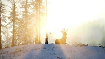 Proud Noble Deer Male in Winter Snow Forest photo