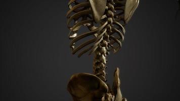 bones of the Human skeleton photo