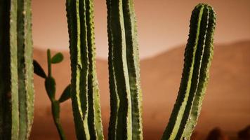 Arizona desert sunset with giant saguaro cactus photo